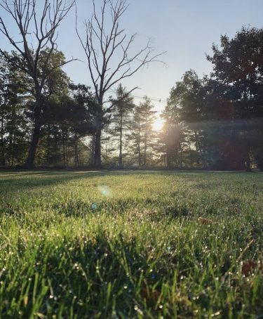 Newcombe morning yard